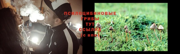прущие грибы Волоколамск